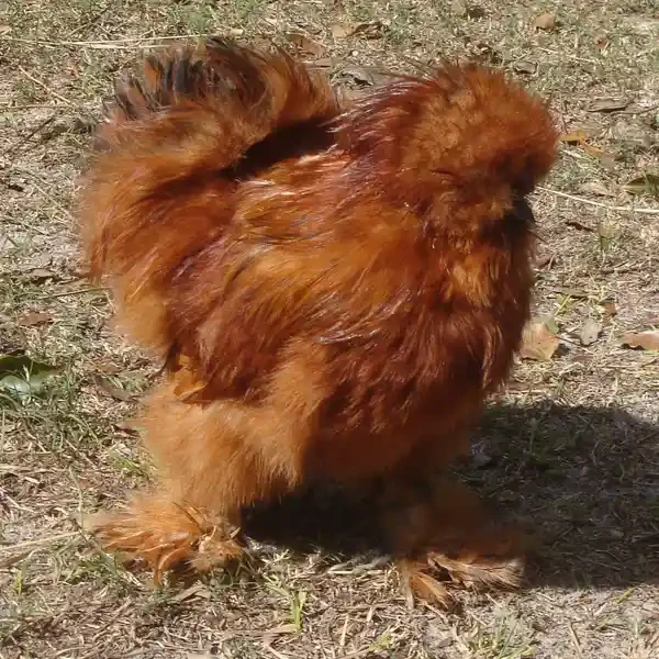 Habanero, a fluffy reddish-brown Silkie chicken standing in the sun
