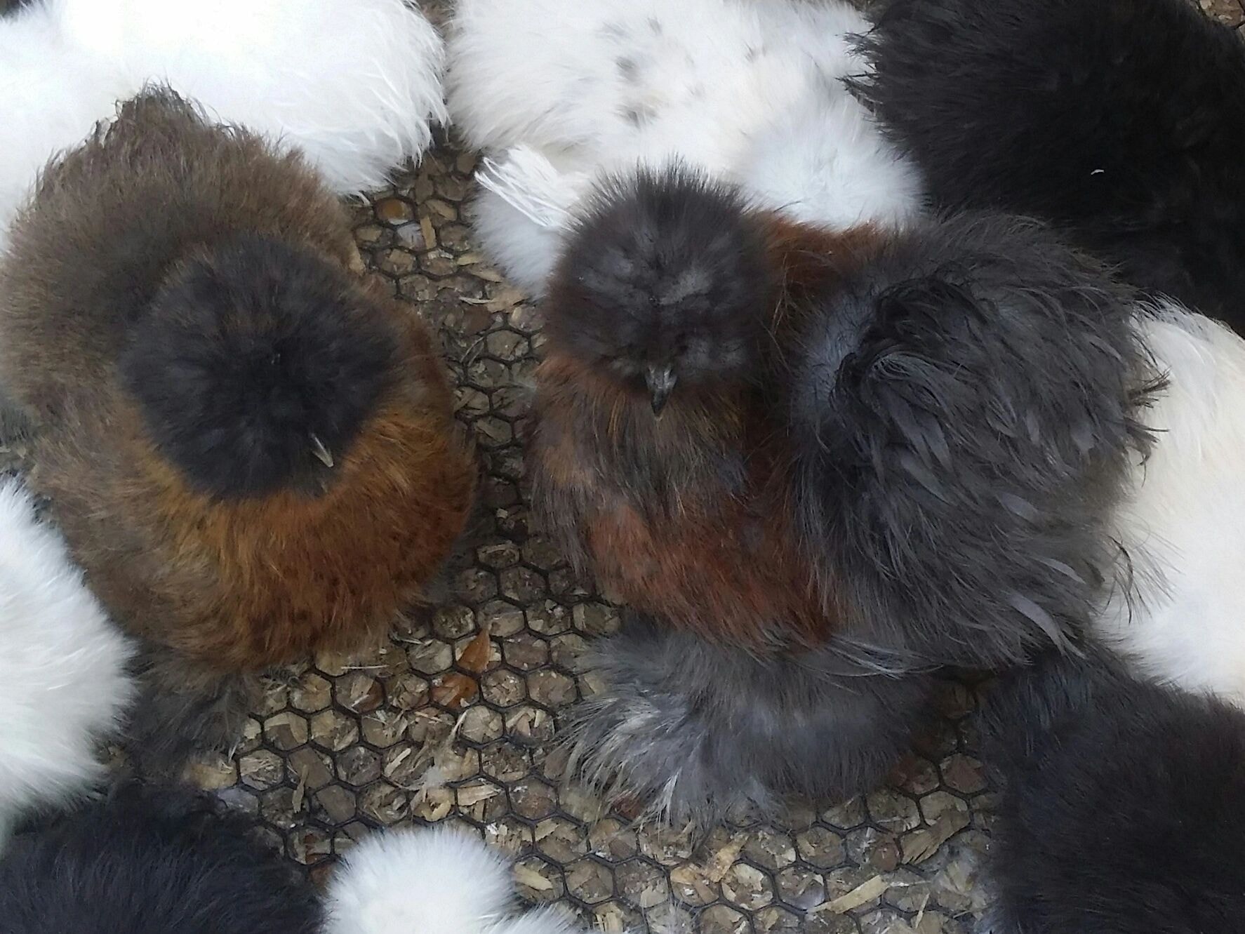 Fluffy white silkie chickens in yard