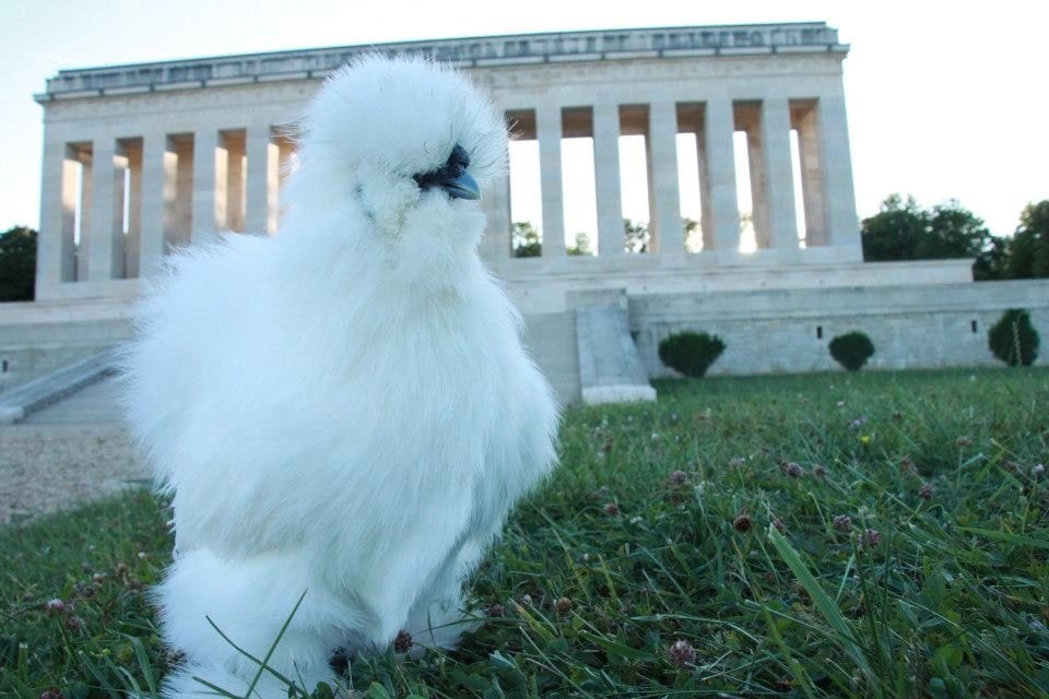 White silkie near historic monument