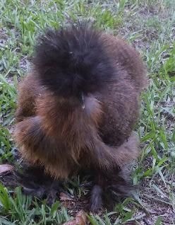 Silkie chicken show display