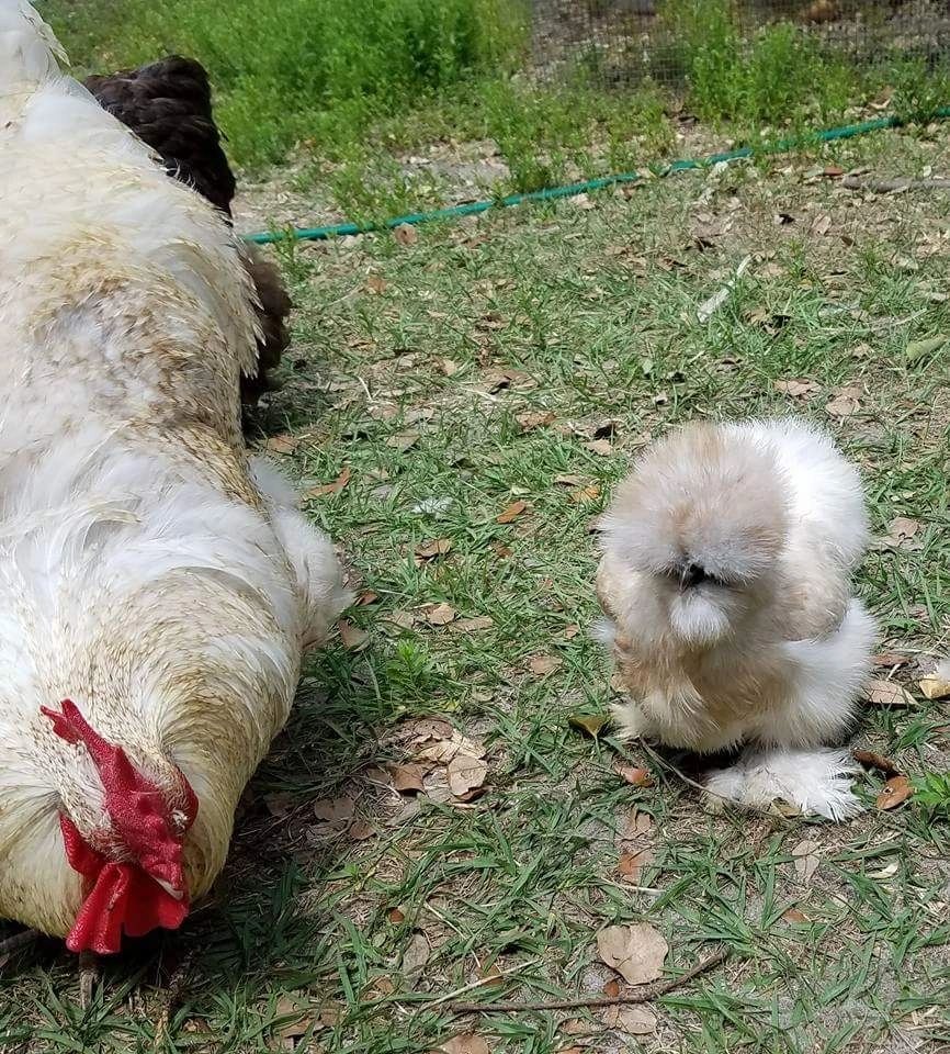 Brown silkie chicken on grass