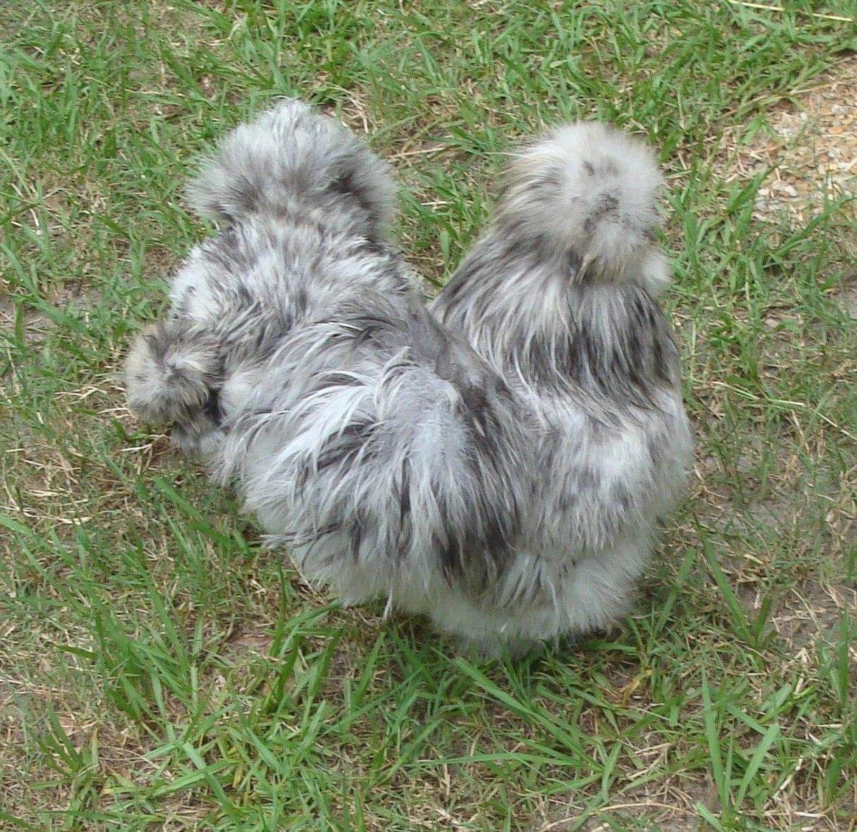 Reddish-brown silkie rooster