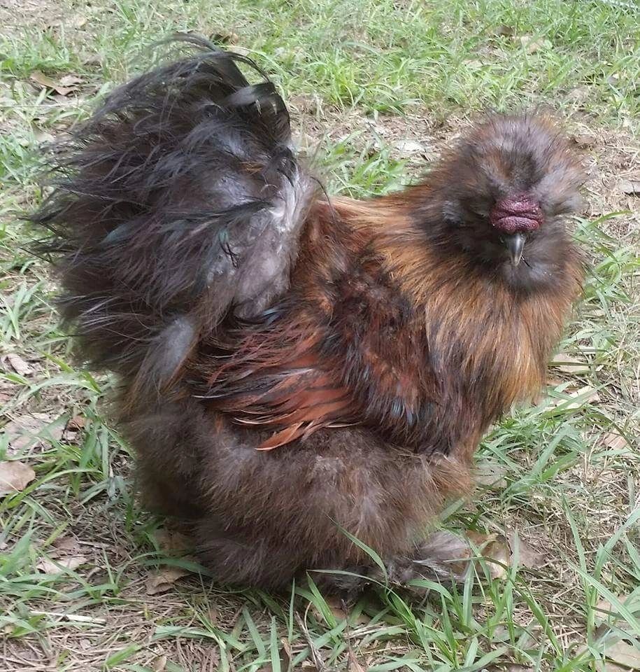 Fluffy brown silkie rooster
