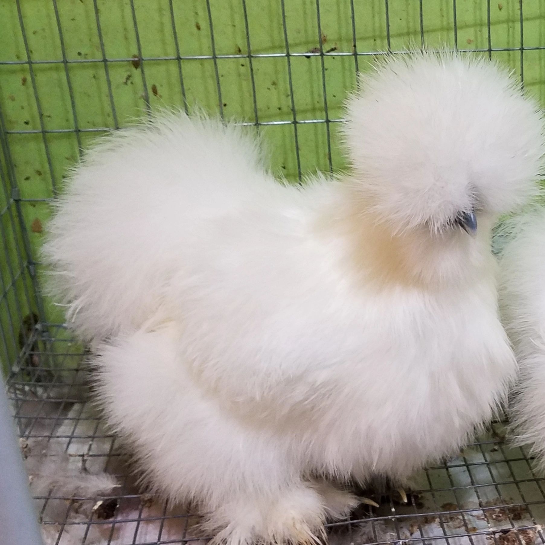 White silkie chicken in green pen