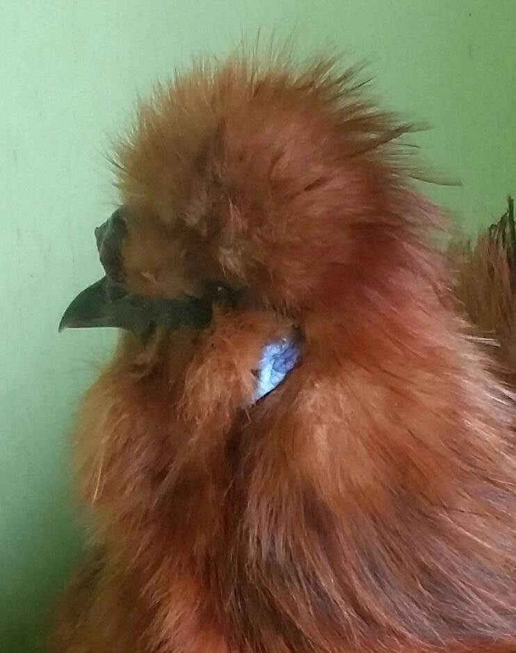 Reddish bird with blue eye patch