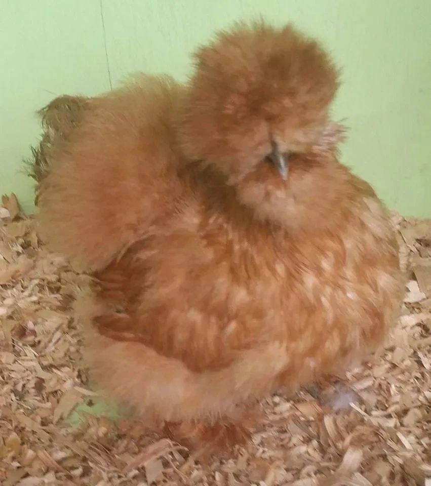 Cherry Bomb, a reddish-brown Silkie