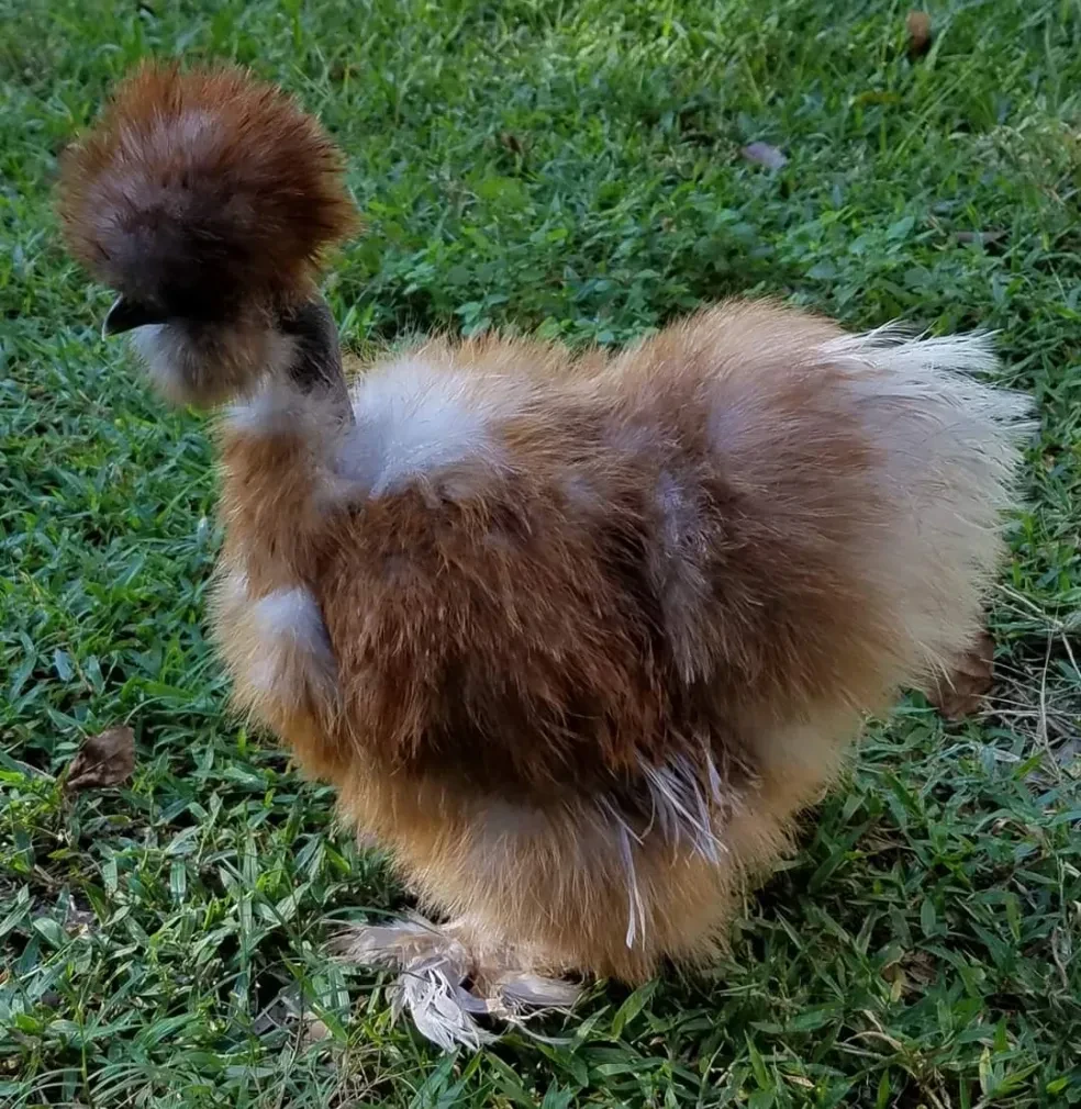 Claire, a fluffy brown Silkie