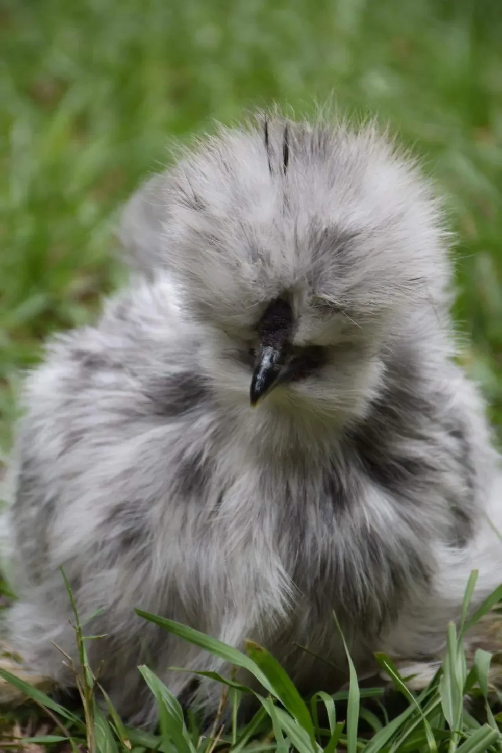 Confetti, a multi-colored Silkie