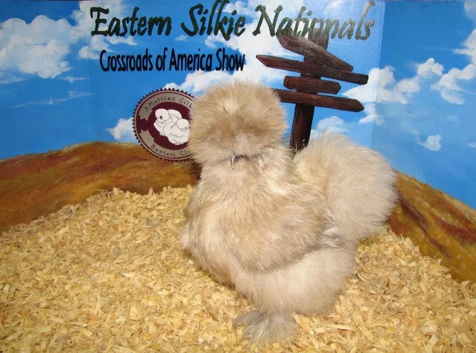 Cream Puff at the Eastern Silkie Nationals show
