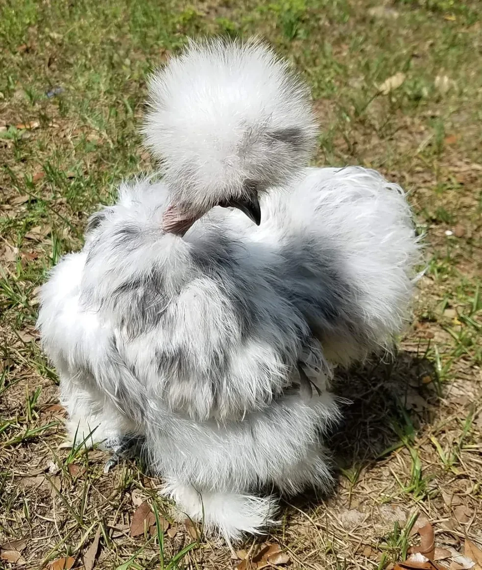 Dandelion, a white and gray Silkie
