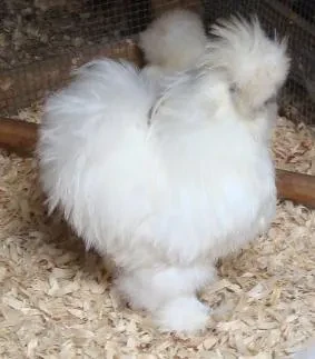 FurGus, a fluffy white Silkie