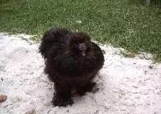 Gangsta, a dark Silkie