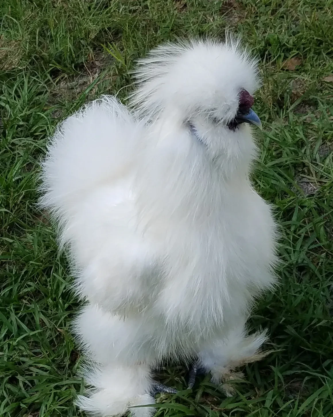 Goblin, a white Silkie with dark markings