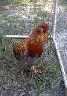 Gremly, a reddish-brown rooster