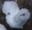 Paint Girl, a white Silkie