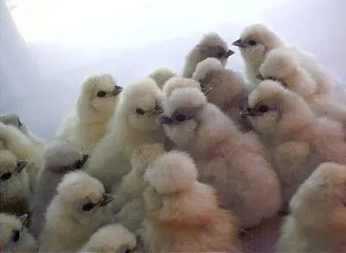 Splash chicks, a group of fluffy baby Silkie chicks