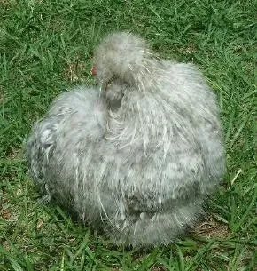 Stinker, a gray Silkie on grass