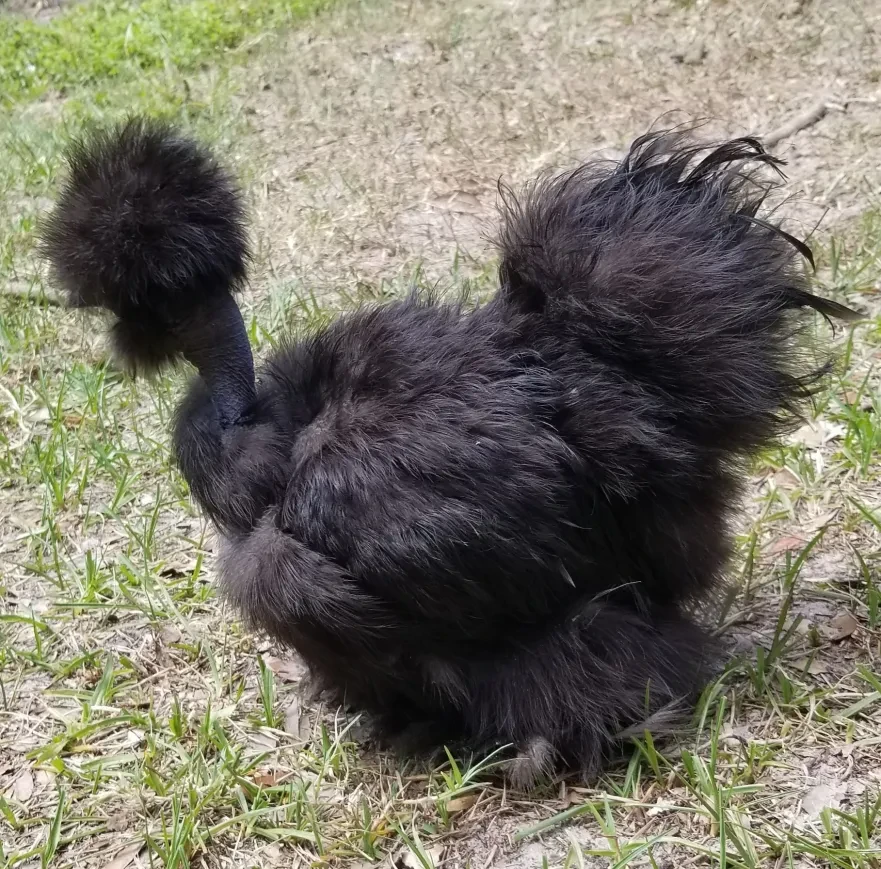 Black Silkie chicken standing on grass